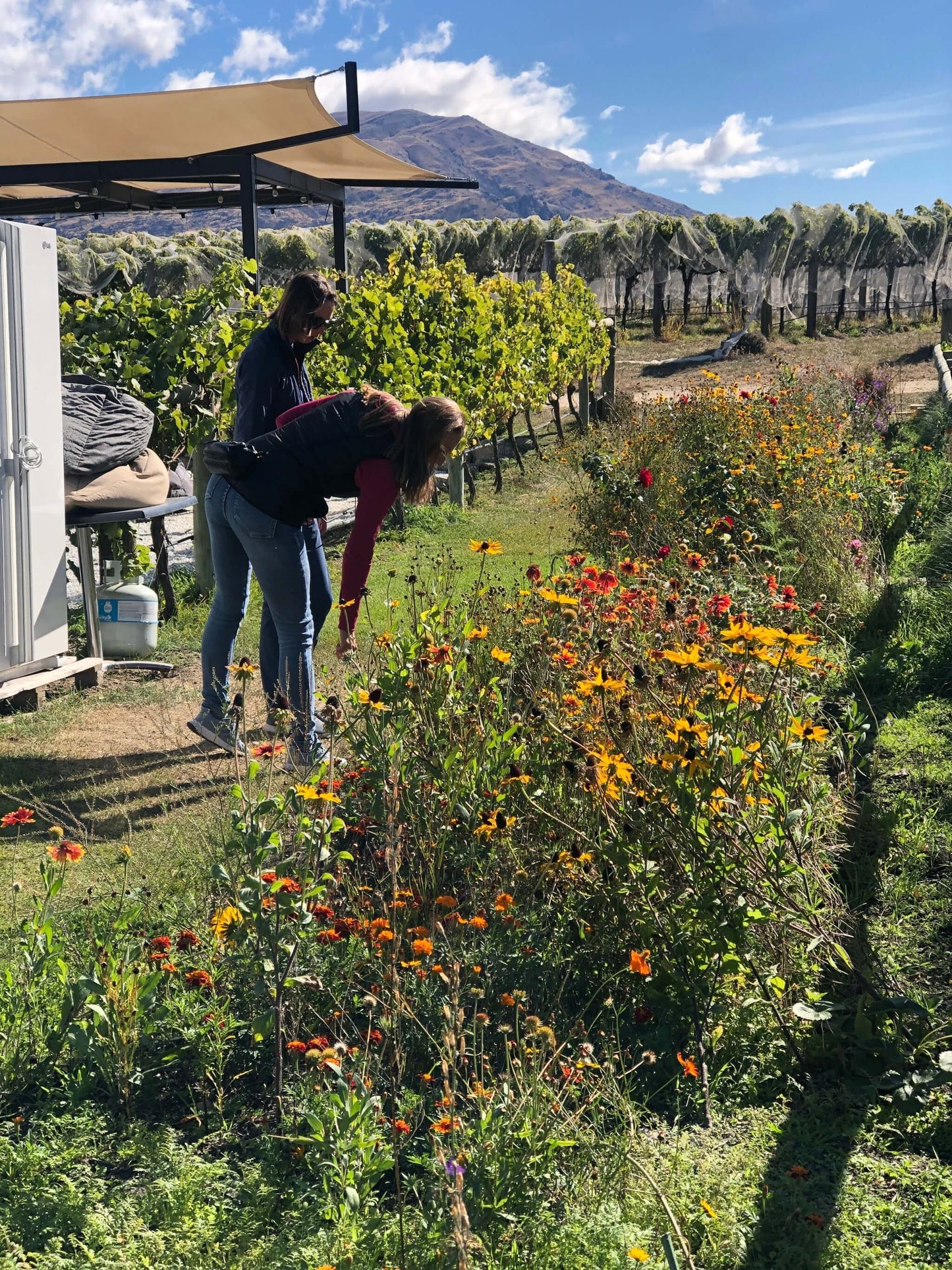 Two women exploring a flower garden beside vineyard rows 